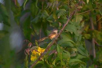small bird perched on a branch