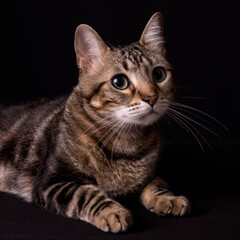 kitten close up, photo shoot