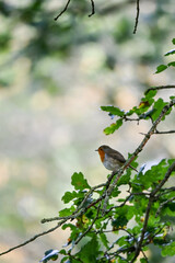 Robin on a branch in the English countryside.