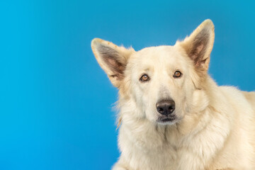 A female white shepherd dog in front of blue studio background