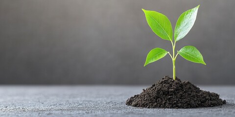 A small green plant sprouting from rich dark soil, symbolizing growth and renewal.
