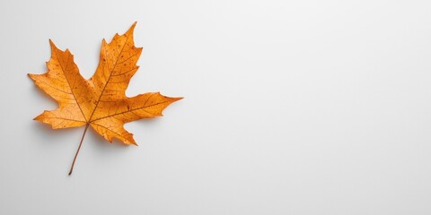 Fototapeta premium A solitary orange maple leaf resting on a clean, white surface.