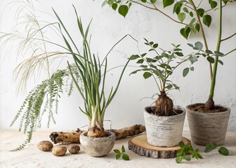 Fototapeta premium Minimalist Photography of Plants from Rhizomes Showcasing Natural Beauty and Texture in a Serene Environment, Highlighting Earthy Tones and Subtle Details for a Calming Aesthetic