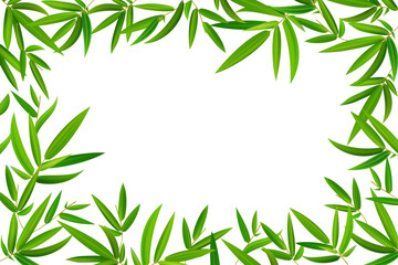 Fototapeta premium Frame of isolated bamboo branch. Beautiful green leaf isolated on white background. Green leaf frame. Vector illustration.