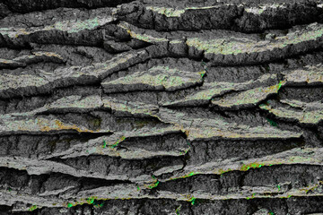 Natural tree bark background in grey and green tones