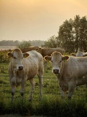 cows in meadow