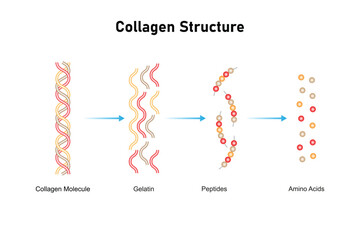 Collagen Molecule Structure Science Design. Vector Illustration.