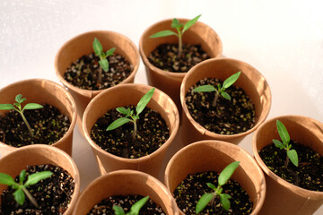 Young seedling tomato  in paper pots. Home greenhouse