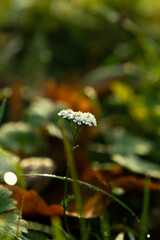 closeup white flower with bokeh background