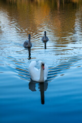 A white swan and two gray swans swim across the lake