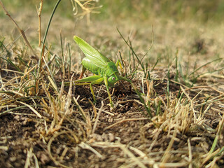 A large green grasshopper sits in the yellow grass. Summer and autumn photographs of insects. Grasshopper or locust.