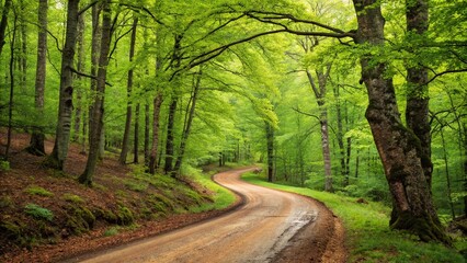 Naklejka premium Picturesque Woodland Landscape with Winding Dirt Road Surrounded by Lush Trees in Serene Nature, Perfect for Relaxation and Scenic Views in 4K Video Animation Quality