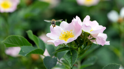 a bee collects pollen from a rosehip flower. Honey bee Apis Mellifera collects nectar on a pink bush rose flower close-up. Delicate flowers on a green background. summer season. macro