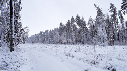 winter forest trees in the snow frost. Fantastic winter landscape. National Park. Carpathian, Ukraine, Europe. Beauty world. winter forest trail, cold season. a lot of snow. background black and white
