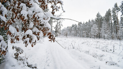 winter forest trees in the snow frost. Fantastic winter landscape. National Park. Carpathian, Ukraine, Europe. Beauty world. winter forest trail, cold season. a lot of snow. road in winter forest