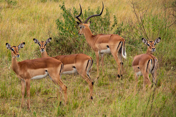 Naklejka premium Watchful impalas