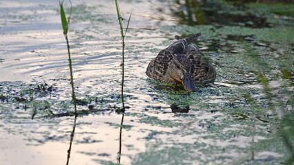 Anas platyrhynchos. duck in the pond. A northern shoveler duck is captured swimming in calm waters. with its colorful plumage and distinctive large bill. natural habitat. female duck mallard waterfowl
