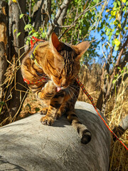 Beautiful bengal cat walking outdoor, licks his paw. Vivid photos of pets. Portrait of a cat outdoors in  autumn or summer.
