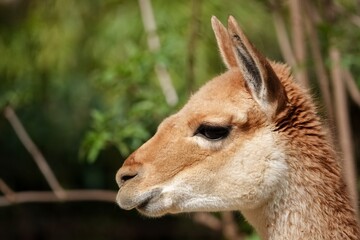 Obraz premium Tête de lama de profil en gros plan