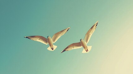 Obraz premium Two birds soaring through a cloudless blue sky, perfectly synchronized in flight. 