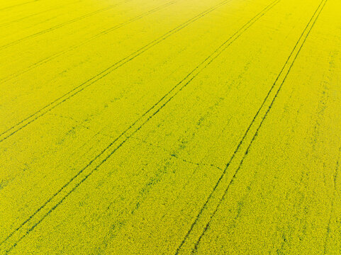 Aerial view of parallel lines in a flowering canola crop