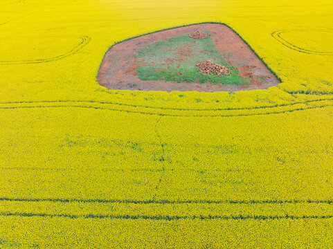 Aerial view of parallel lines around a rocky patch in a flowering canola crop