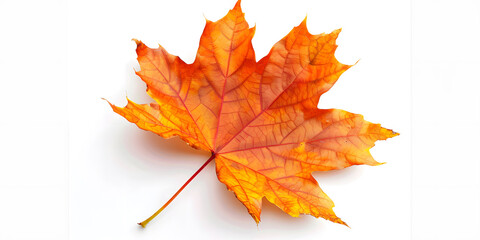Obraz premium Isolated maple leaf showcasing rich autumn hues and natural beauty on white background