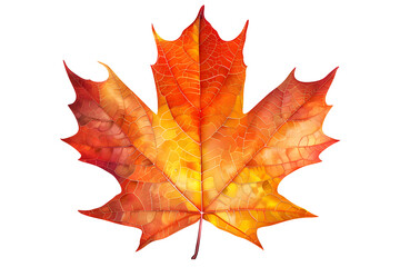 Obraz premium Detailed maple leaf with autumn colors and visible veins isolated on white background showing seasonal beauty