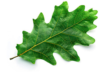 Fototapeta premium Realistic oak leaf displays intricate veins and natural texture isolated on white background
