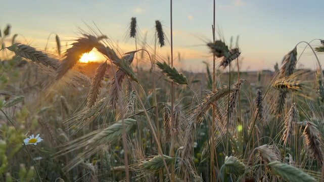 Yellow rye spikelets field at sunset mature ears close-up on the sunset background