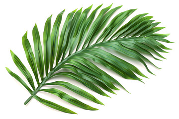 Palm leaf with vibrant green color, intricate textures, and visible veins isolated on a white background