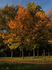 sunlit park with trees showcasing yellow foliage, vibrant autumn landscape bathed in golden sunlight, serene nature scene in seasonal transition