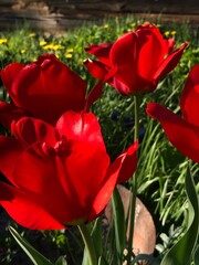 red tulips on green grass background in a garden, vibrant floral display in natural outdoor setting symbolizing spring beauty and freshness
