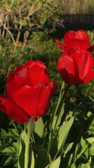 Red tulips on green grass background in a garden, vibrant floral display in natural outdoor setting symbolizing spring beauty and freshness