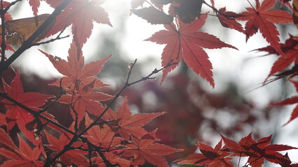 紅葉と日本の秋空