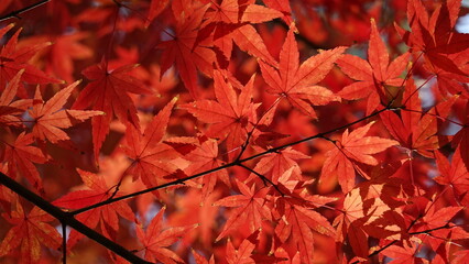 紅葉と日本の秋空