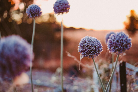 Round purple flower heads of garlic plant growing in vegetable garden