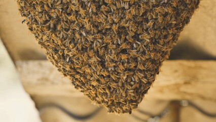 European honey bees creating honeycomb under wooden roof in natural environment