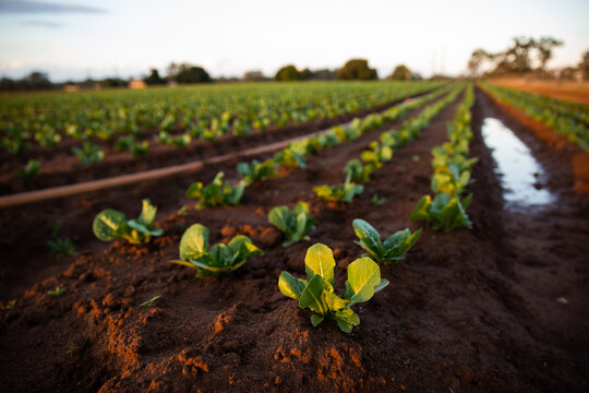 close up of crops on a farm with puddles in the background