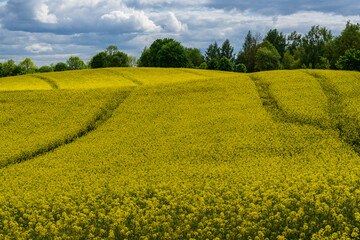 Field yellow rapeseed (Brassica napus). Warmia and Masuria region.