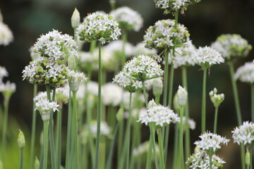 Garlic flower in vegetable garden. Allium sativum.