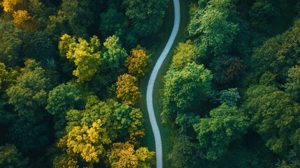Aerial view of a winding path through a lush green forest.