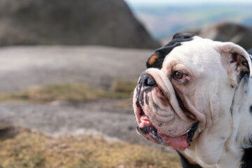 Obraz premium Bulldog resting on rocky terrain with beautiful landscape in the background during a sunny day