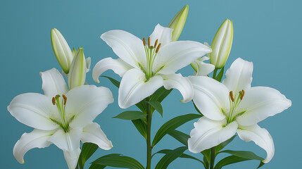 Fototapeta premium Three White Lilies Against a Blue Background