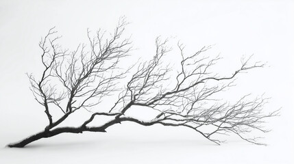Winter Tree - Bare branches in black and white