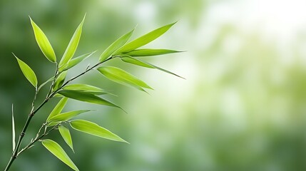 Fototapeta premium Bamboo leaves gracefully swaying in the gentle breeze of nature's serenity