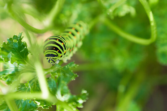 むしゃむしゃ黙々とパセリの葉を食べる一匹のキアゲハの五齢幼虫