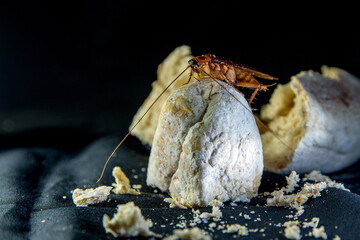 Cockroach on the bread in bad condition, decomposed and bad smell. Garlic bread has harmful fungi