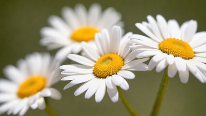 Fototapeta premium Macro view of blooming daisy flowers.