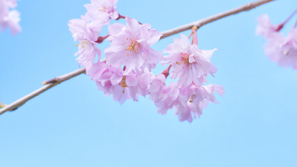 青空背景の枝垂れ桜の花のアップ